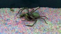 Sicarius sp. Chile (Six-eyed Sand Spider) - feeding, digging
