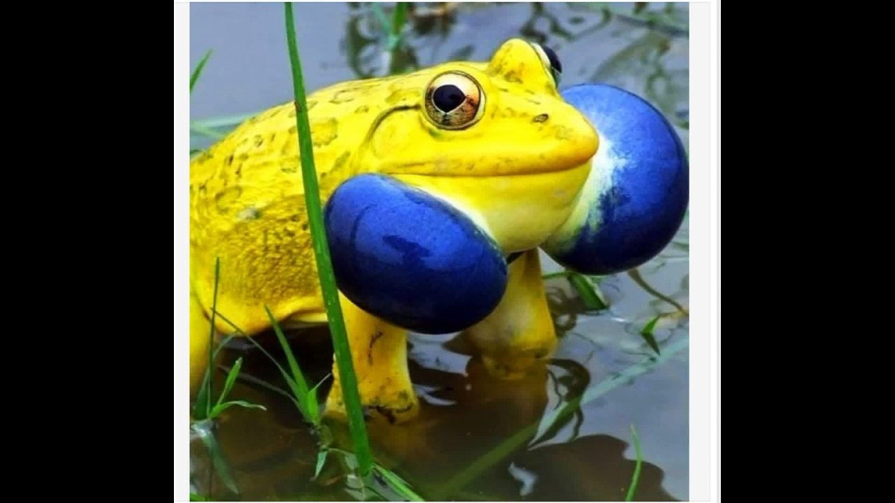 les animaux - animal - animals - les animaux - l'anima - music - song