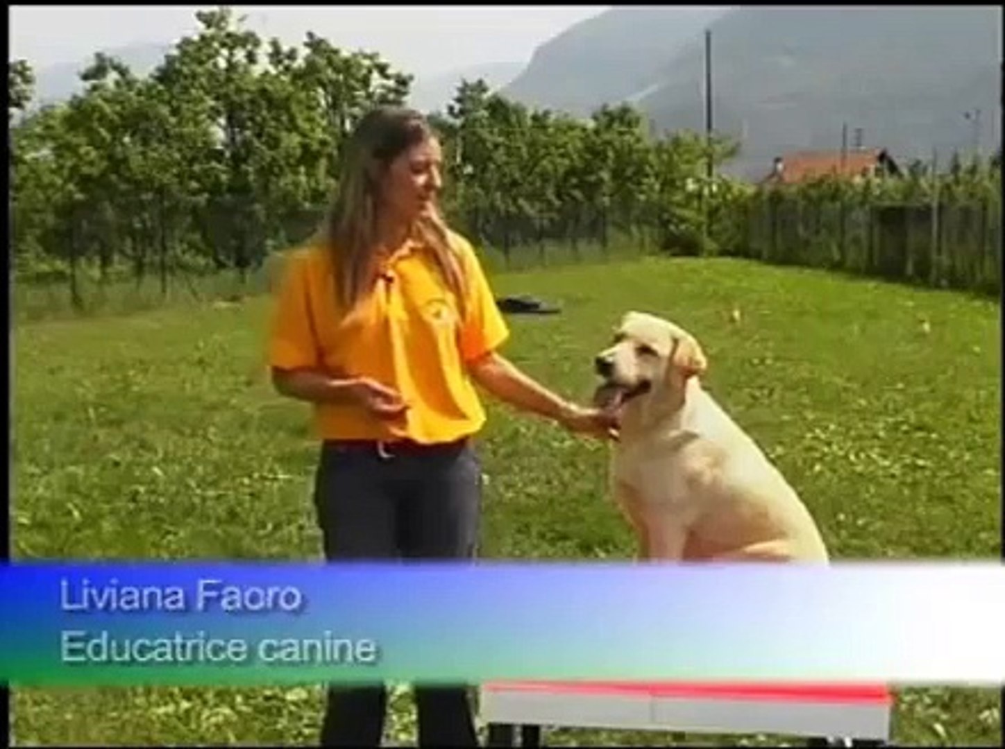 Le Labrador 11. L'education du labrador Education ou dressage