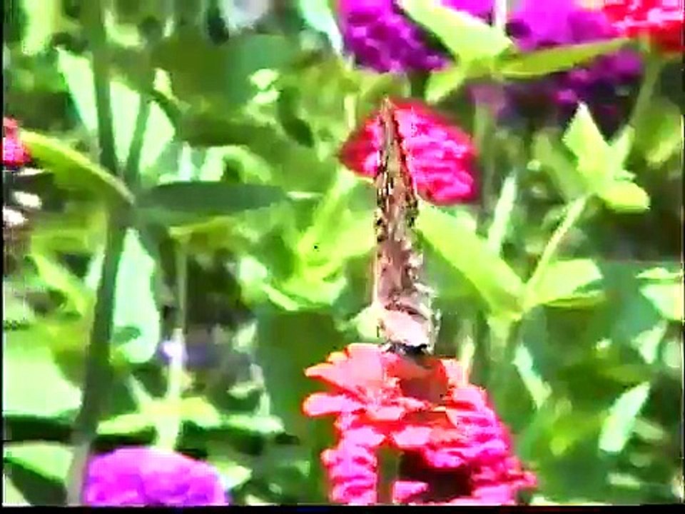 Butterfly Dance on Flowers