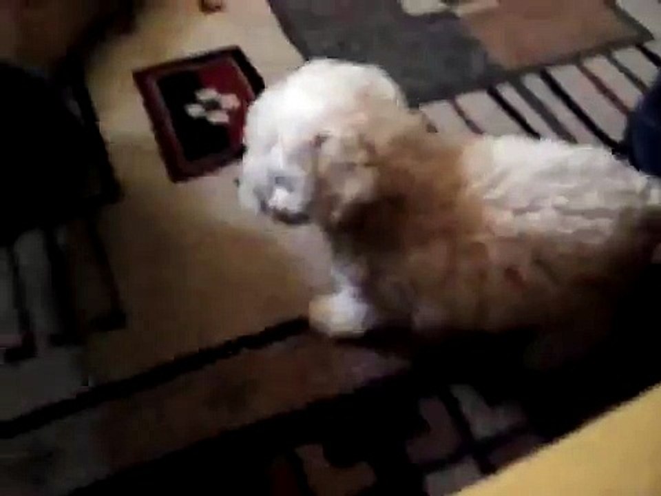 Marley mijando