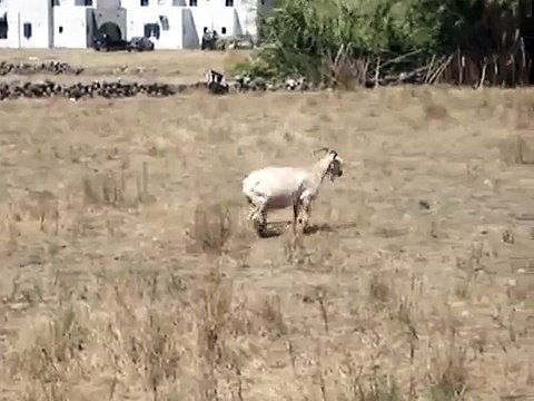 Animal cruelty on Mykonos (animal abuse / torture)