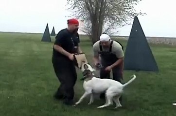 American Bulldog "Hasta".....4-1-2012