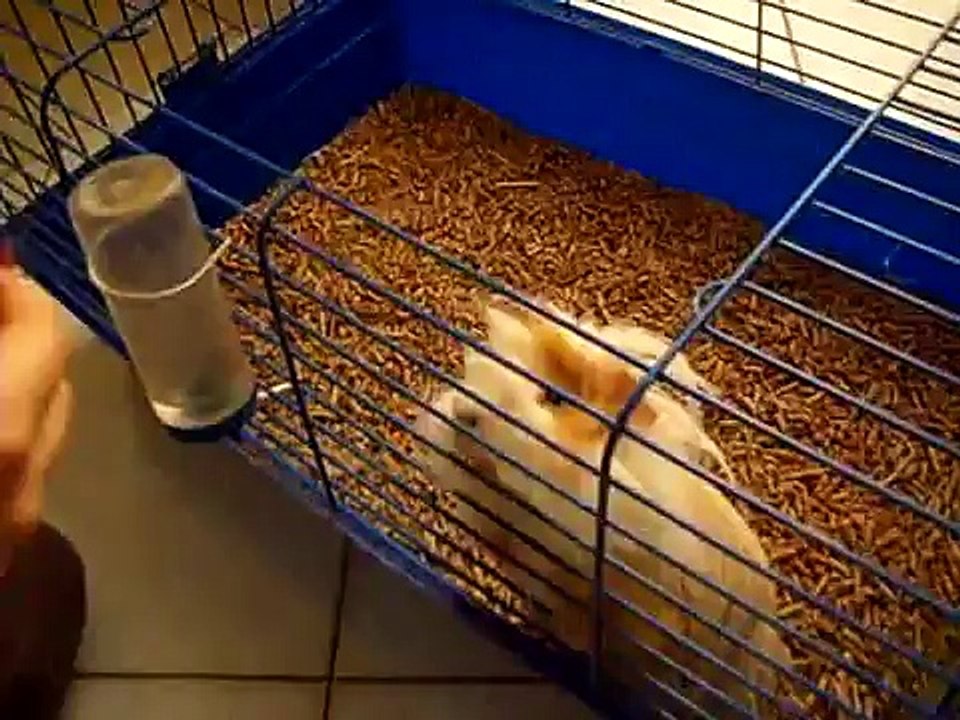 CAVIA PIPPO/I E I SUOI GIOCHI DI ABILITA'