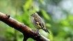 UK GARDEN BIRDS -- Goldfinch feeding young