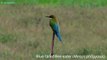 Birds in Sri Lanka. Blue-tailed Bee-eater (Merops philippinus)