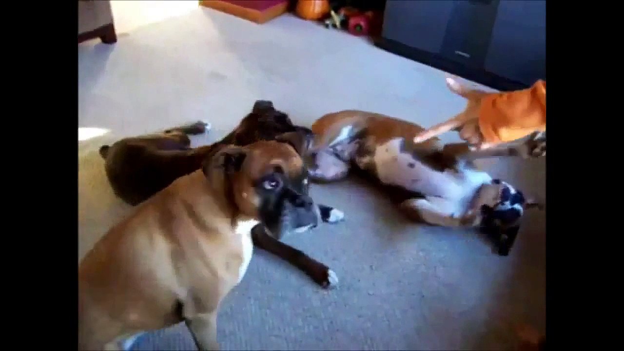 funny animal complications (komplikasi hewan lucu)