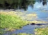 Gator Eats Gator, Lake Alice University of Florida