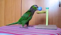 Parrot Trick - Conure Parrot Kacy Plays Basketball - Bryan's Angels Video Series