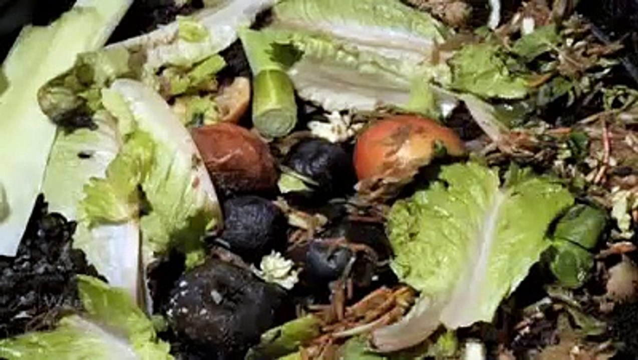 Descomposición natural de restos vegetales en 8 semanas