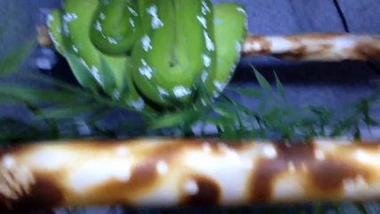 Green Tree Pythons in Massachusetts