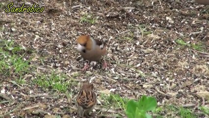 Frosoni con la neve (5 febbraio 2012)