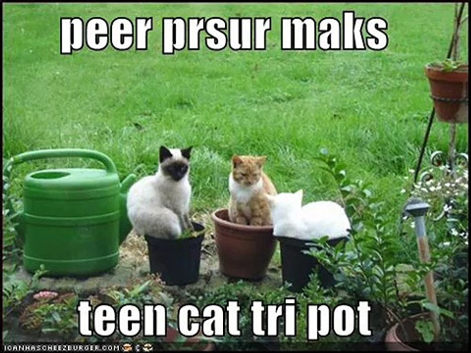 vERY fUNNY cATS 2