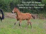 Foxy Night des Edènes concours local foals