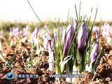 Press TV /Iran /History of Saffron cultivation in Iran/11 /15/ 2009