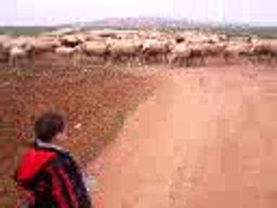 أنس