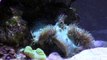 A 3 week old marine tank, and Zeolite explained