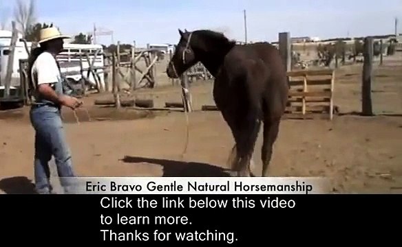 Beginner and Basic Horse Training Tips and Tricks