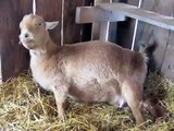 Goat Giving Birth