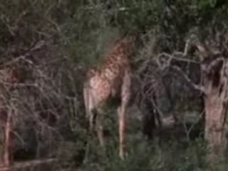 Animaux bourrés