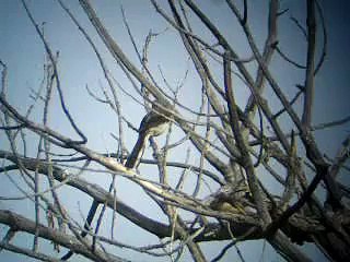 Northern Mockingbird, singing up a Storm