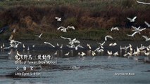 Birds of Taiwan Slow Motion台灣野鳥慢動作