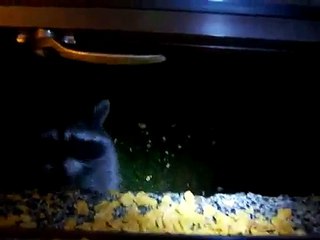 Cute Raccoons Eating from a Window Sill