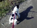 Jack Russel Terrier barking