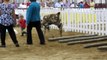 Sub Junior Obstacle Class - Llama and Alpaca Show - 2010 Indiana State Fair