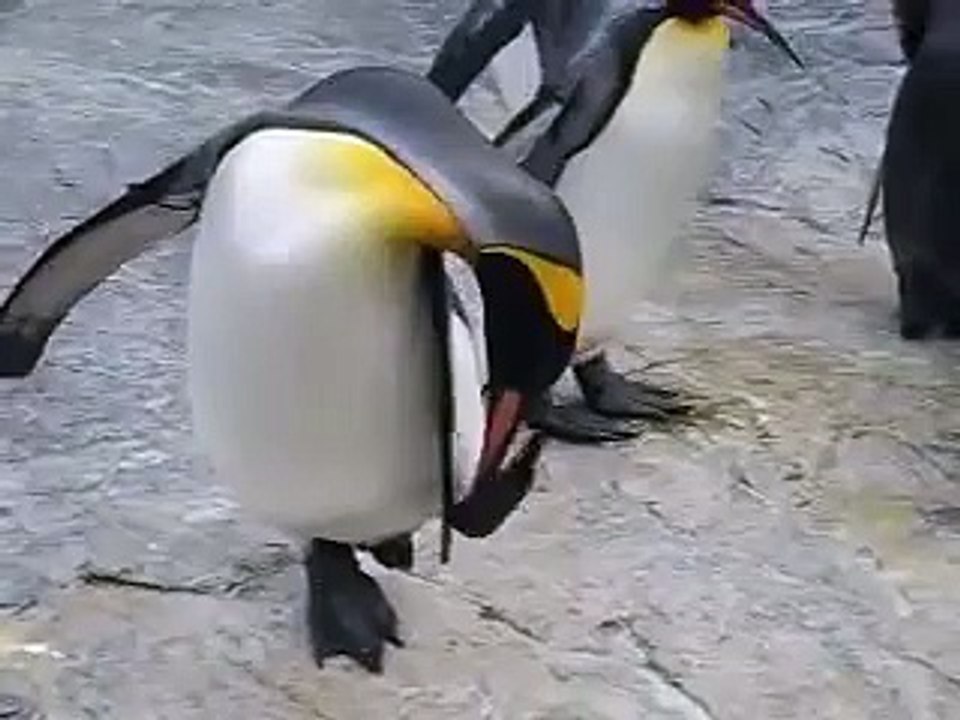 a stupid penguin