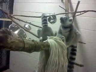 Ringtail Lemurs' Mop Head Enrichment