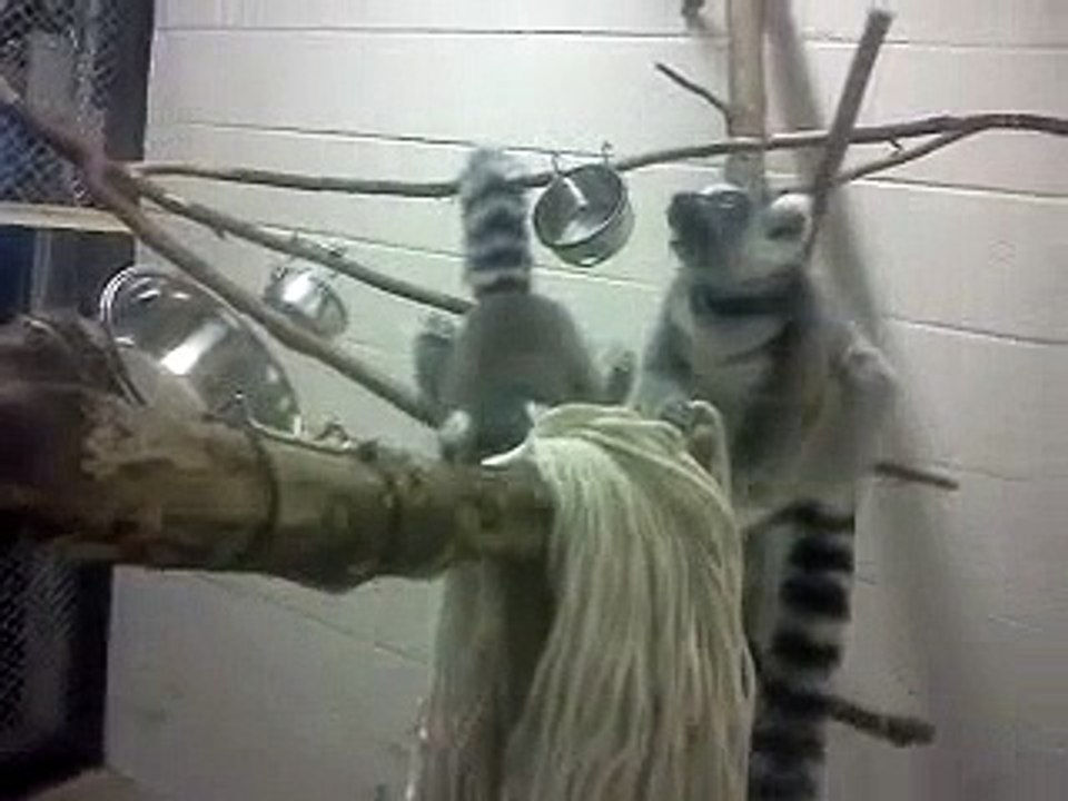 Ringtail Lemurs' Mop Head Enrichment