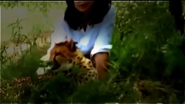 Full Documentary HD -Cheetah Animal Attack - National Geographic WILD 2015