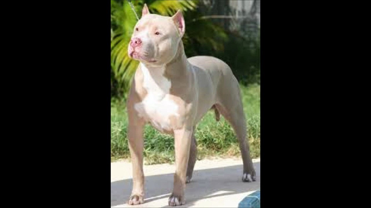 Top Dogs (PITBULLS)