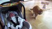 Cats and dogs meeting babies for the first time   Cute animal compilation