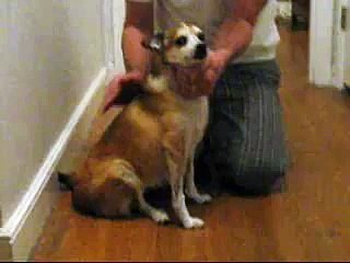 Skadie the Norwegian Lundehund Bends Her Neck