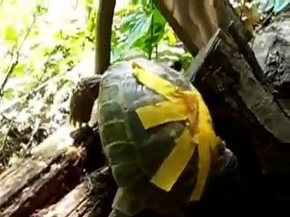 Mission Impossible: Escape of the russian tortoise
