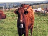 Salers, vaches du Cantal