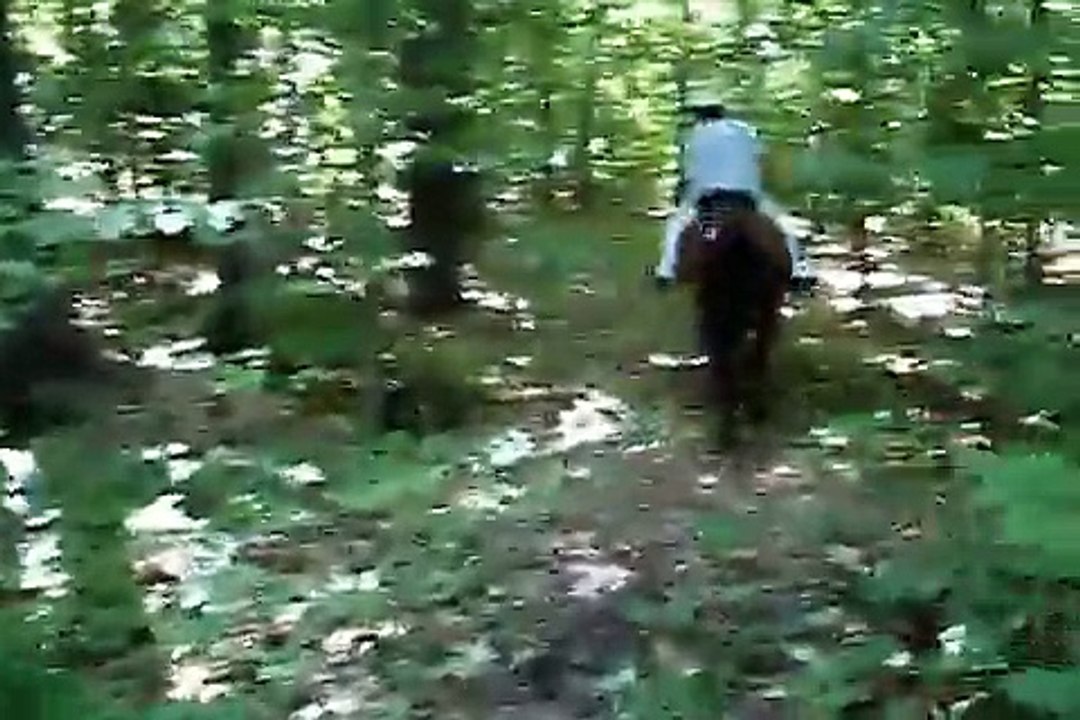 Horseback Riding Trail Ride with Morgan Horses