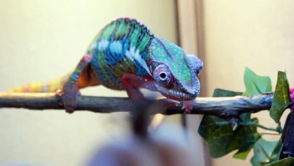 Slow Motion Ambilobe Panther Chameleon Eating