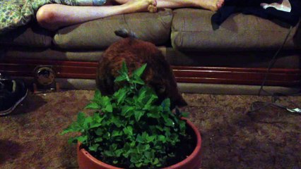 My Cat Endo Being Introduced To Live Home Grown Catnip For The First Time.