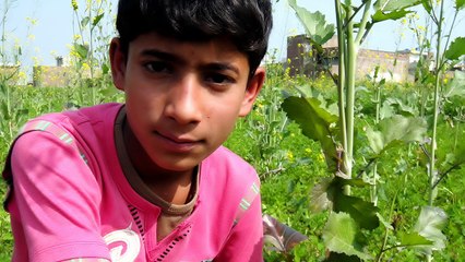 ajmal 0007