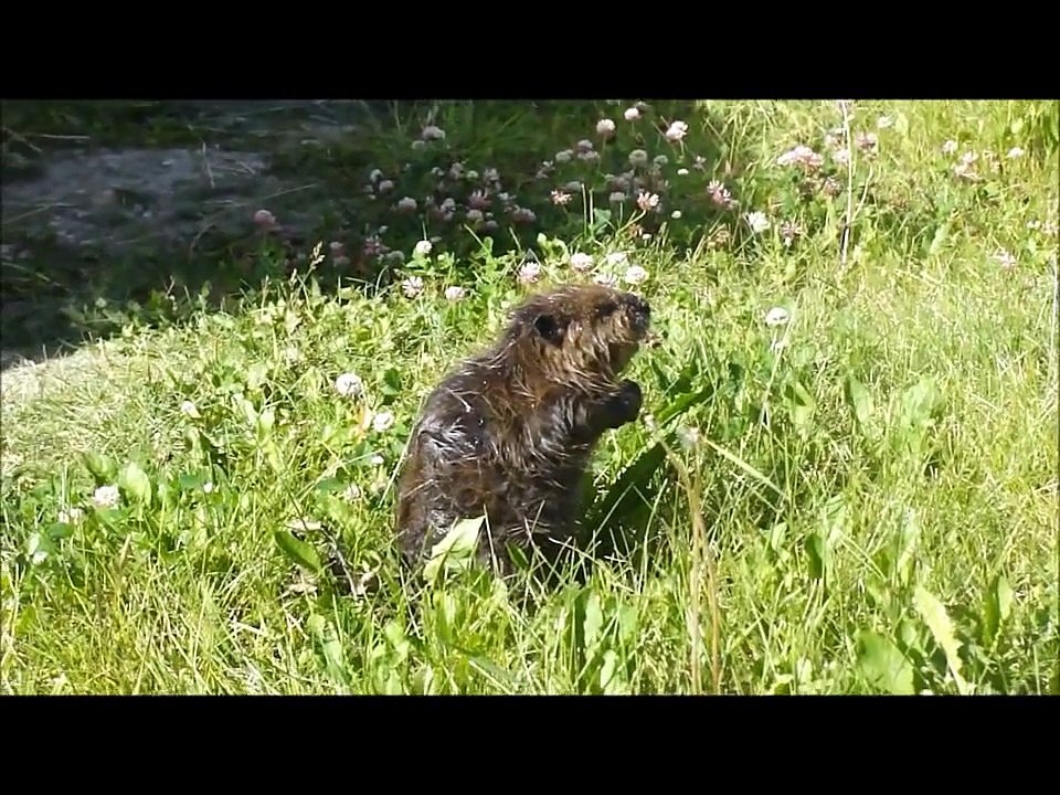 Baby Beaver - Success Story