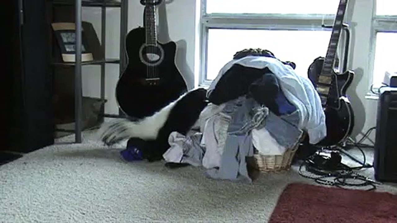 Peaches The Skunk -  Laundry thief