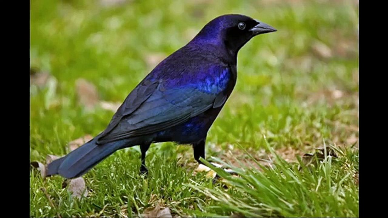 Canto del Tordo renegrido