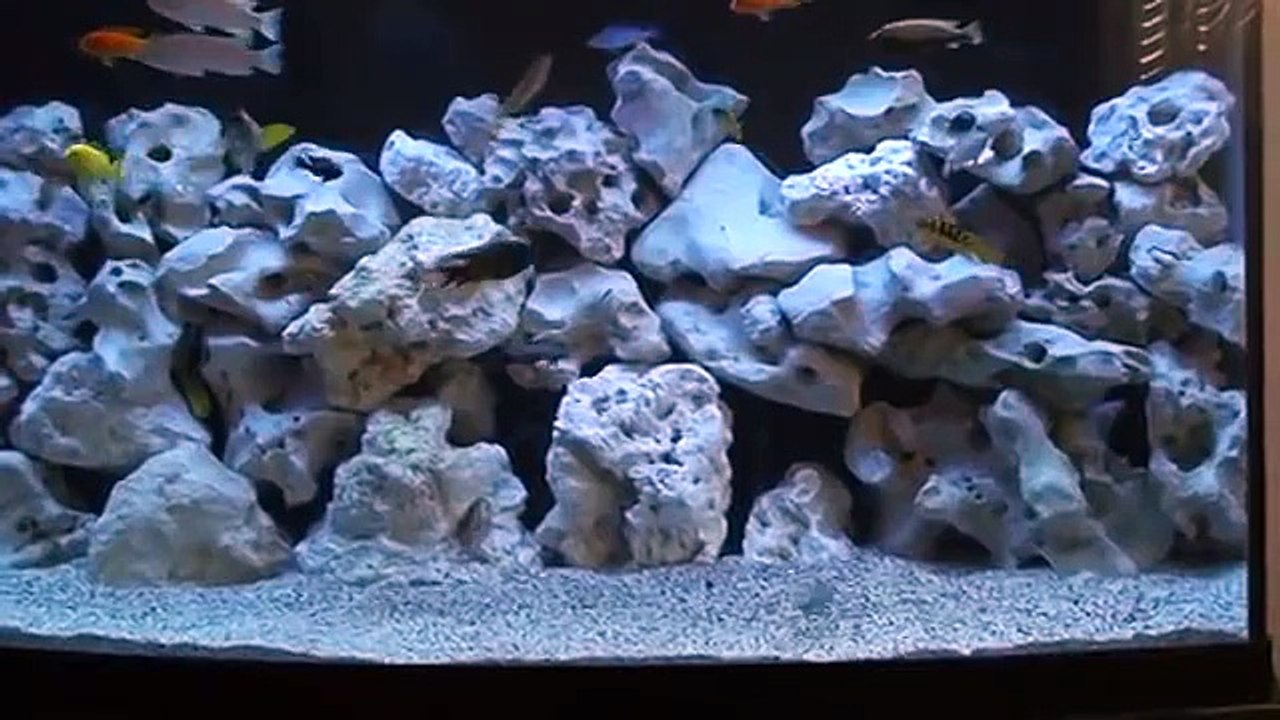 Joe Malawi Aquarium