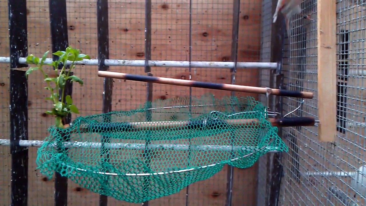 Bird Trap, Automatic, Vogelfalle, Vogelval, Kloben, Schlagnetz, Salzkammergut, Zywolapka, Pasc,