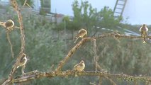 Canario silvestre o canario salvaje - Serinus canaria - Typical Canary Birds