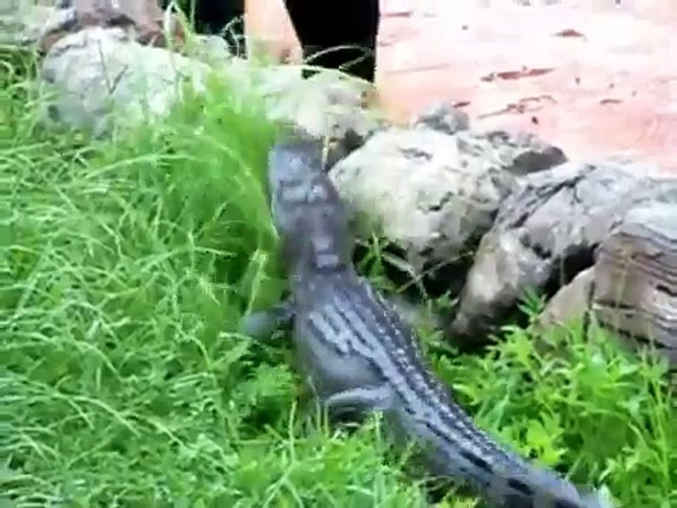 Splash Mountain Alligator