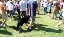 German Shepherd- Off Leash Obedience Training